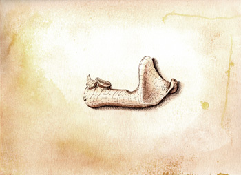 Fossil illustration