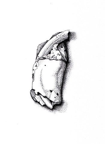 Fossil illustration