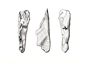 Fossil illustration