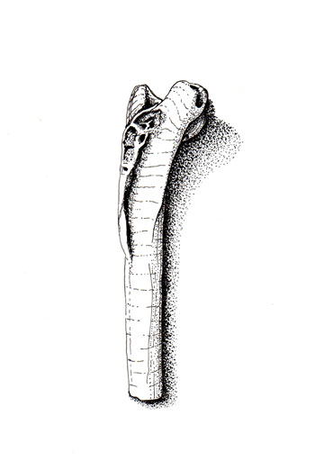 fossil illustration