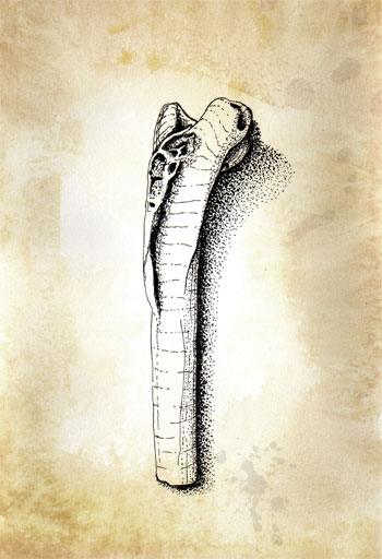 fossil illustration