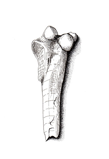 Fossil illustration