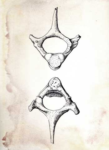 Fossil illustration